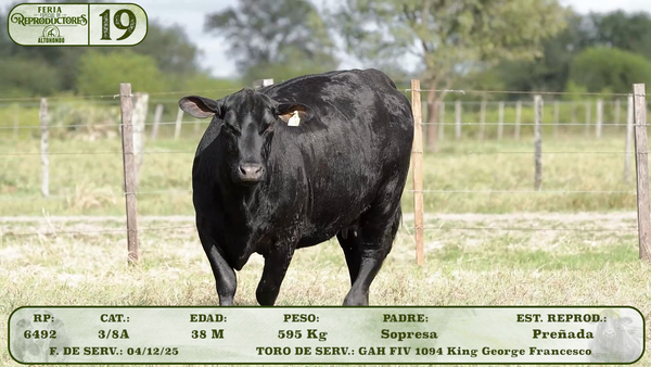 Lote LOTE 19