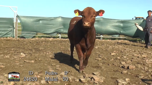 Lote 3 Toros, Durazno