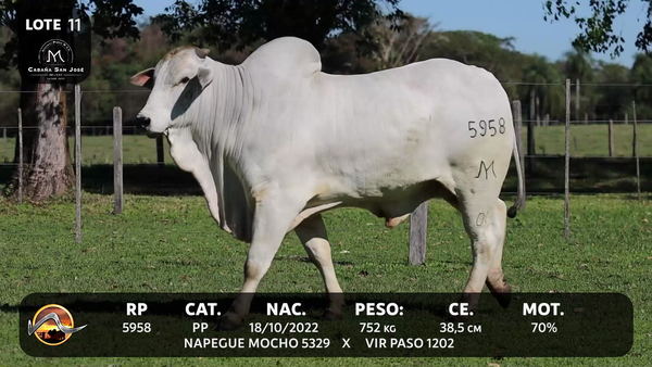 Lote LOTE 11