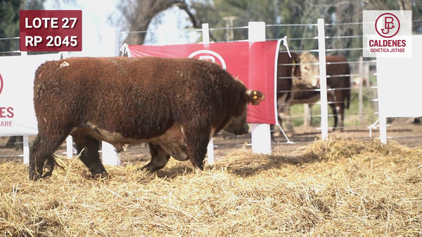 Lote Toro PR