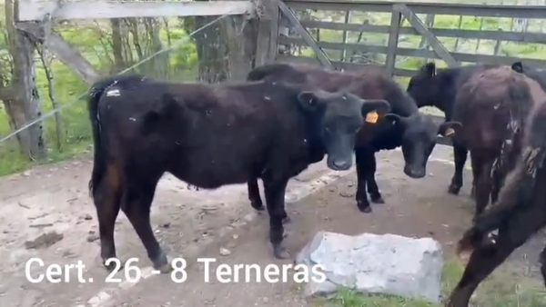 Lote TERNERAS