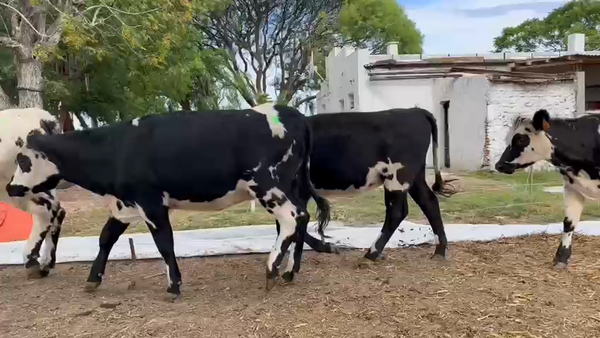 Lote NOVILLOS Y VAQUILLONAS 1a2 AÑOS