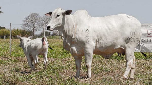 Lote LOTE 27