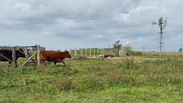 Lote 40 AL CORTE NUEVAS