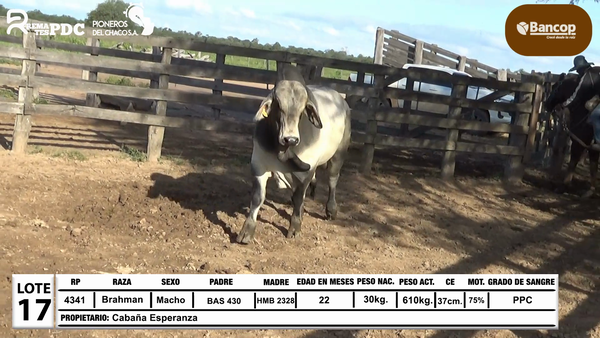 Lote Lote 17