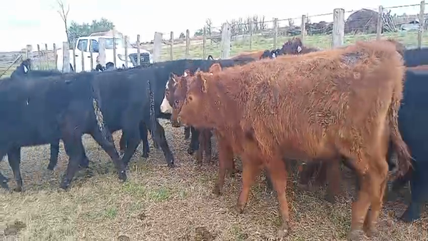 Lote 48 terneros/as