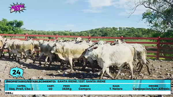 Lote LOTE 24