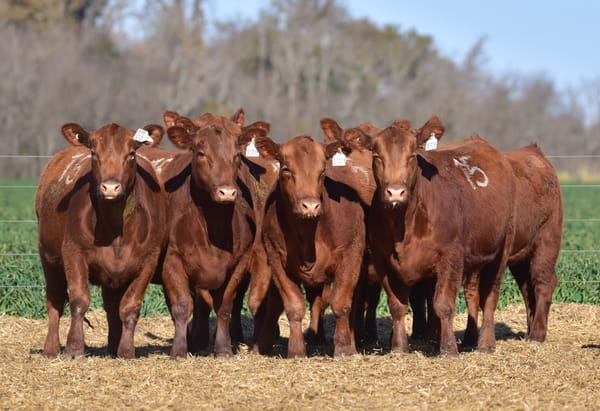 Lote VAQUILLONA ANGUS PC PRIMAVERA