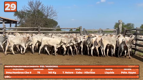 Lote LOTE 29