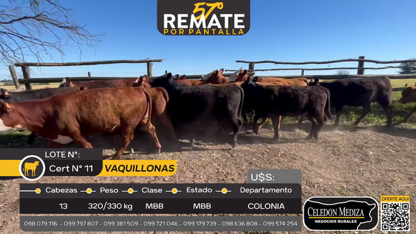 Lote 13 Vaquillonas  en Otra Localidad, Colonia