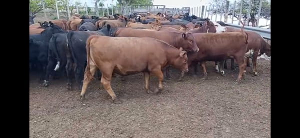 Lote 105 Vaquillonas faena en Almafuerte, Córdoba