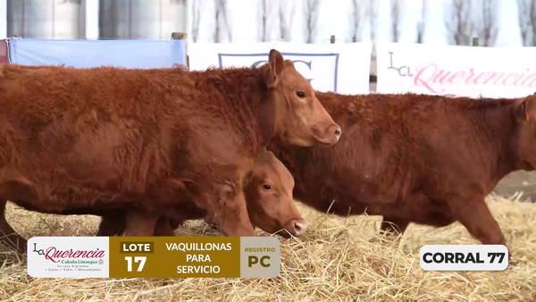 Lote VAQUILLONAS PC PARA SERVICIO
