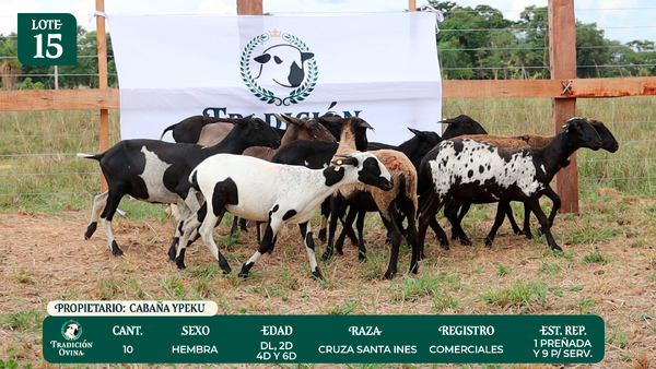 Lote LOTE 15 - POR PANTALLA