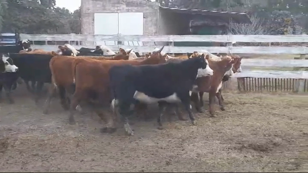 Lote (Vendido)22 Vaquillonas 1 a 2 años HEREFORD/ ANGUS 290kg -  en LA LAGUNA