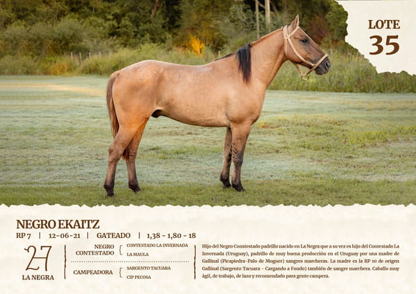 Lote NEGRO EKAITZ