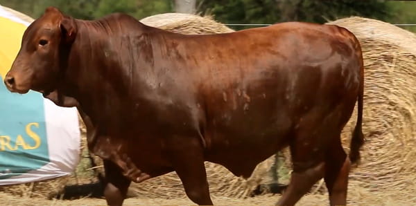 Lote TOROS DE 2 AÑOS