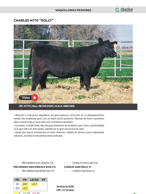 Lote VAQUILLONAS PEDIGREE