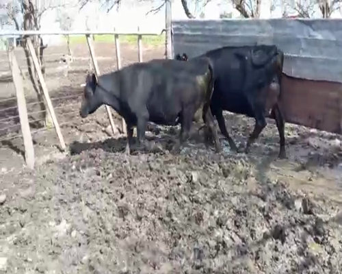 Lote 2 Vaquillonas  KIWI 500kg - , San José