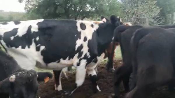 Lote 1 vaca Normando