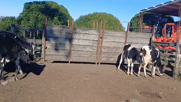 Lote (Vendido)7 Novillos Holando HOLANDO 220kg -  en COLONIA ALONSO MONTAÑO