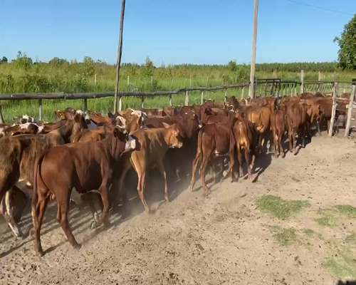 Lote 75 Terneros/as en Bella Vista, Corrientes
