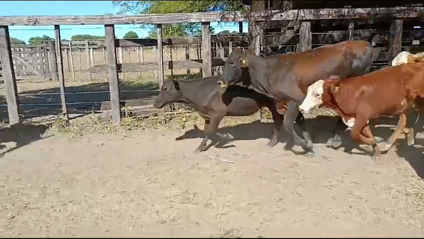 Lote 85 Terneros/as