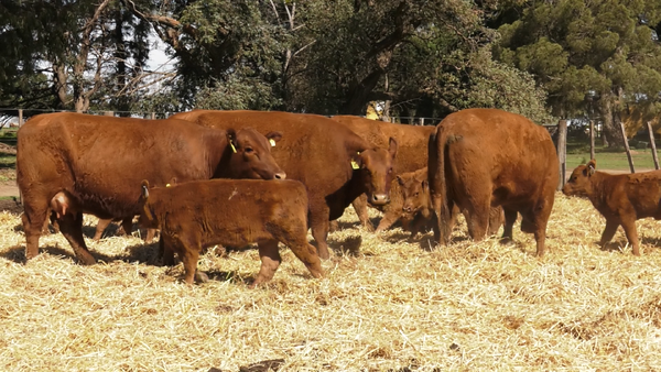 Lote VACAS PC DE 2 PARICION CON CRIA AL PIE