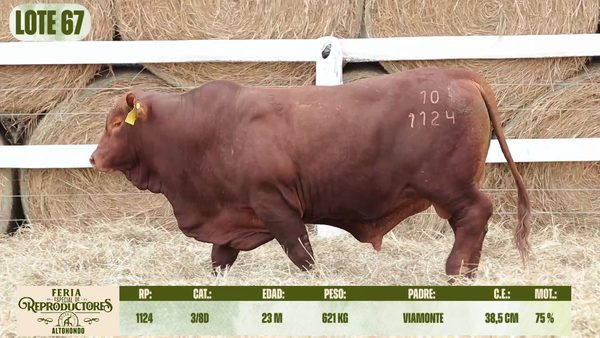 Lote LOTE 67