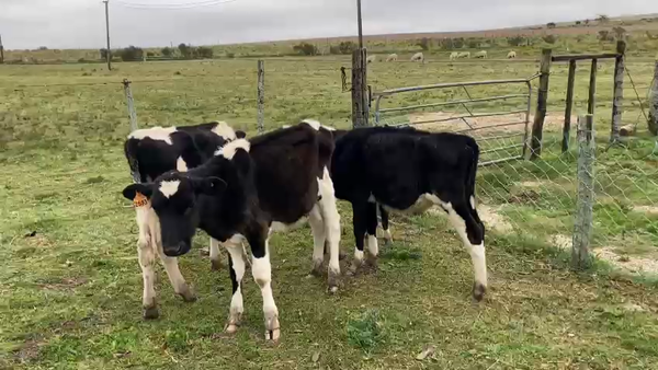 Lote 4 Terneros Holando, San José