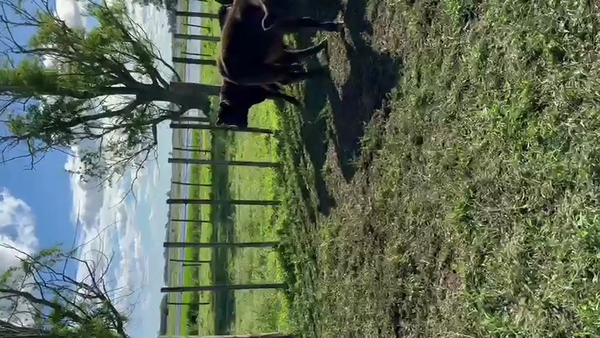 Lote 39 Terneros/as en Los Toldos