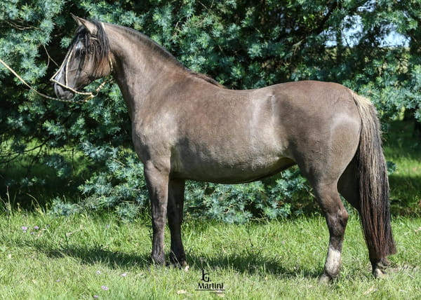 Lote Leandra Caraguatá