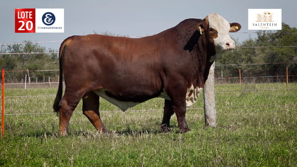 Lote LOTE 20 - TOROS BRAFORD NO. 49
