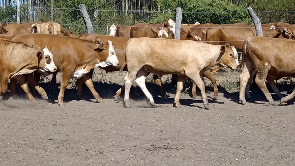 Lote 60 Terneros/as