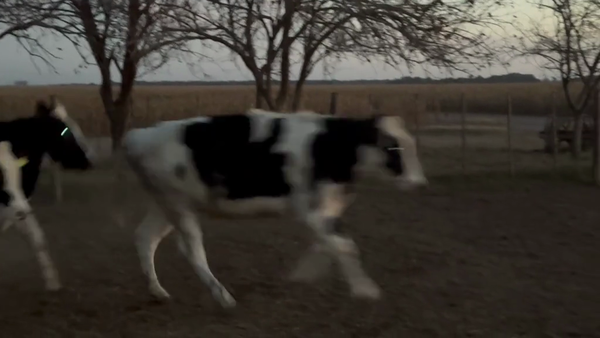 Lote 36 Novillo Consumo en Córdoba, Los Chañaritos (C.E)