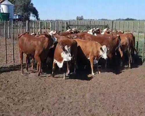 Lote (Vendido)22 Vaquillonas, Córdoba