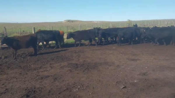 Lote 18 Vaquillonas en Chillar