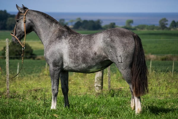 Lote CONSTANCIA TRANQUERA 1786