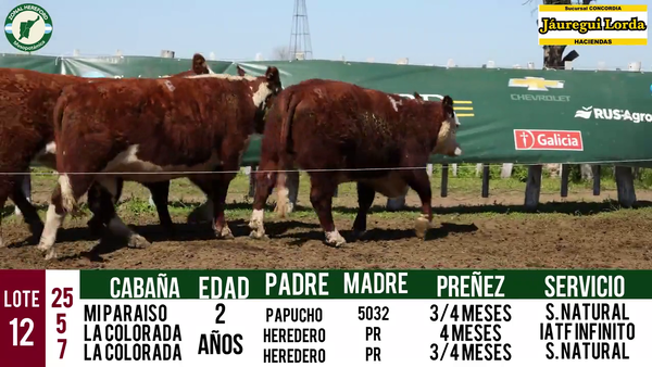 Lote VAQUILLONAS PURAS REGISTRADAS CON GARANTÍA DE PREÑEZ