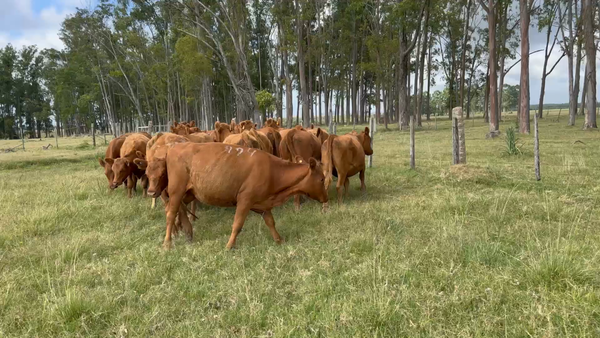 Lote 17 Vaquillonas PI en Camino del Mensajero, Treinta y Tres
