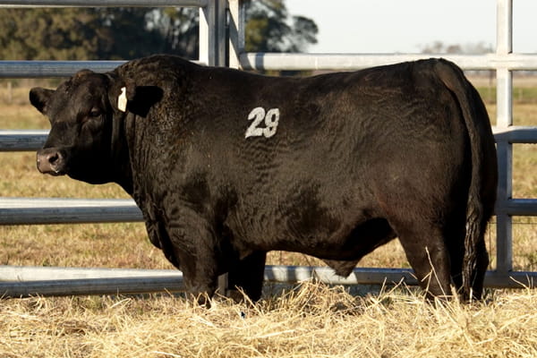 29 — TOROS ANGUS PUROS CONTROLADOS