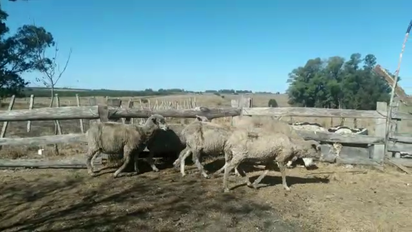 Lote 6 Ovejas en CARDONA