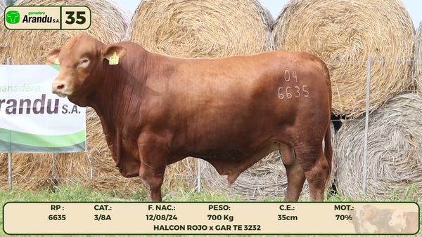 Lote LOTE 35