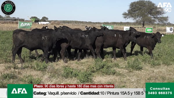 Lote """EL MATACO"" VAQUILLONAS PARA SERVICIO