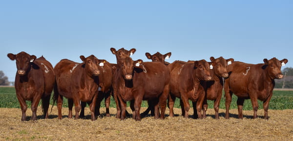 Lote VAQUILLONA ANGUS PC PRIMAVERA