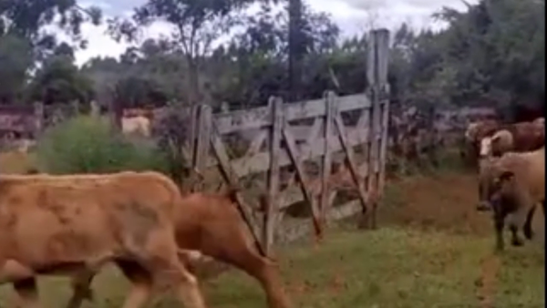 Lote 60 Terneros/as en Corrientes, Virasoro