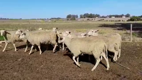 Lote (Vendido)13 Frisona Milchschaf  FRISONA MILCHSCHAF 35kg - , San José