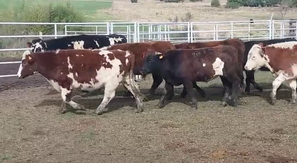 Lote 27 Novillos CRUZAS CARNICERAS 310kg -  en PICADA BENITEZ