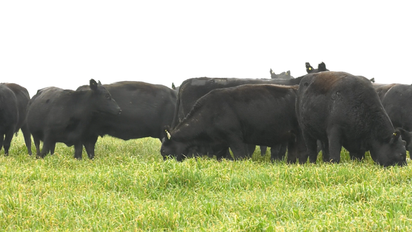 Lote VACAS ANGUS NEGRAS MAS C/GTÍA DE PREÑEZ
