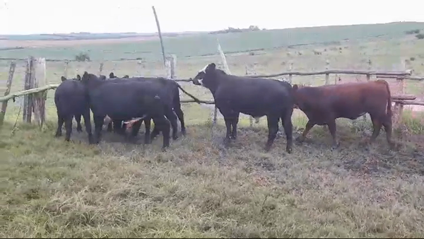 Lote (Vendido)6 Terneros ANGUS 310kg -  en EL CHILENO