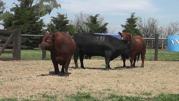 Lote TOROS ANGUS PURO CONTROLADO